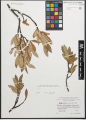 Foto von Salix glaucosericea Flod.